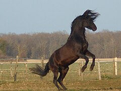 Cavalo empinando