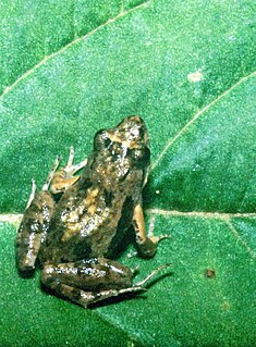 <i>Phrynobatrachus parvulus</i> species of amphibian