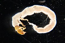 Phylocentropus.jpg