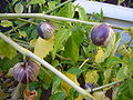 "Meksika pomidori" (Physalis philadelphica (syn. P. ixocarpa))