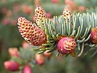 Picea pungens male flos 2 beentree.jpg