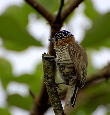 Female Picumnus temminckii.jpg