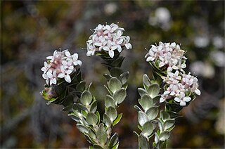 <i>Pimelea sericea</i> Species of shrub
