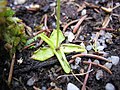 Pinguicula bohemica