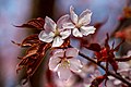 Pink cherry blossoms in Tuntorp 1.jpg