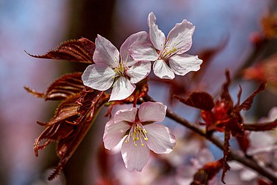 Pink cherry blossoms in Tuntorp