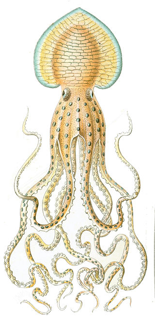 <i>Pinnoctopus</i> Genus of molluscs