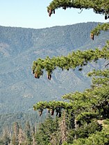 Foliage and cones, San Gorgonio Wilderness, California