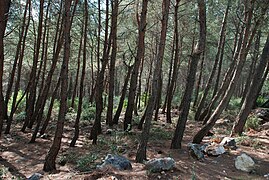 Сосновий ліс в горах на заході країни