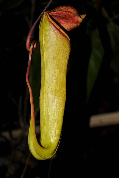 File:Pitcher Plant of Mawlynnong, Meghalaya.jpg