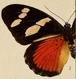 Euphaedra imitans