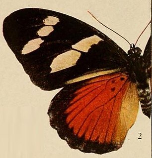 <i>Euphaedra imitans</i> Species of butterfly