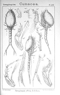 Nannastacidae Family of crustaceans