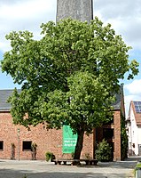 1 plane tree at the Waldensian Church