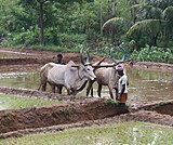 FE15. Ploughing the rice fields in South India. Indian agriculture dates from the period 7,000–6,000 BCE, employs most of the national workforce, and is second in farm output worldwide.