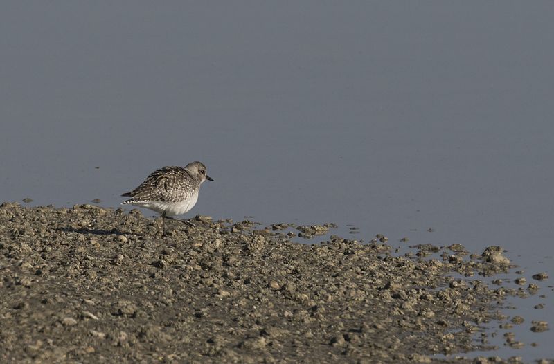 File:Pluvialis squatarola - Grey plover, Mersin 2016-12-11 03-1.jpg