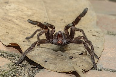 Poisonous spider.jpg