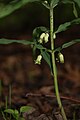 Polygonatum verticillatum