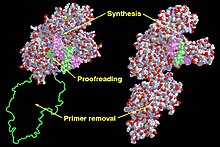 PolymeraseDomains.jpg 