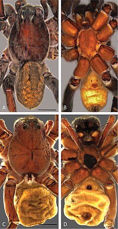 Description de l'image Portacosa cinerea (10.3897-evolsyst.1.14847) Figure 2.jpg.