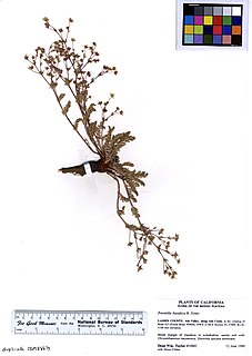 <i>Potentilla basaltica</i> Species of flowering plant