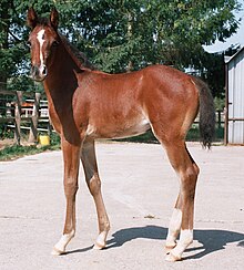 Um jovem cavalo marrom-avermelhado com uma marca branca no centro do rosto, de pé de lado, mas olhando para a câmera