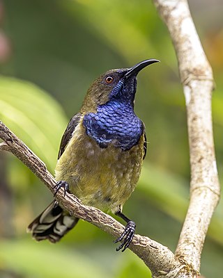 Príncipe sunbird (Anabathmis hartlaubii) male