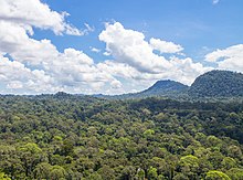 Danum Valley Conservation Area in Sabah Primary Rainforest (10623380025).jpg