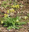 Primula veris 230405.jpg 