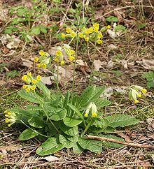 Cowslip, the county plant of Essex