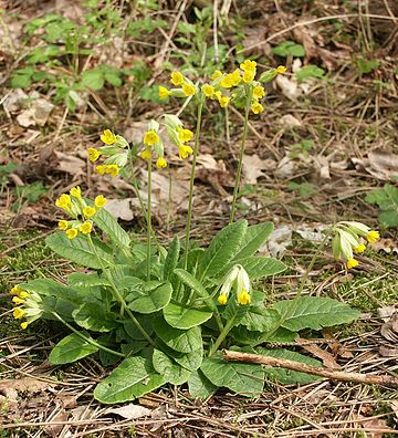 Primula veris