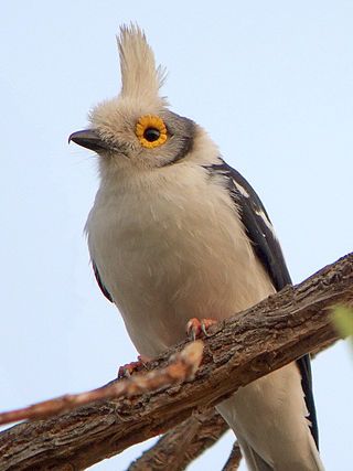 <span class="mw-page-title-main">Helmetshrike</span> Family of birds