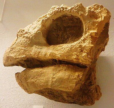 Proganochelys quenstedti skull.JPG