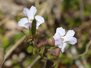 <i>Prostanthera junonis</i> Species of flowering plant