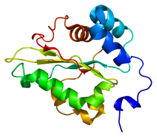 <span class="mw-page-title-main">EEF1G</span> Protein-coding gene in the species Homo sapiens