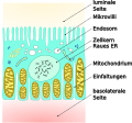 Proximale Tubuluszelle 01.svg