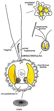 Illustration: Chrysochromulina Prymnesiophyceae009-Chrysochromulina.jpg