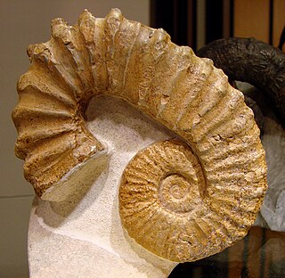 <i>Pseudocrioceras</i> Genus of molluscs (fossil)