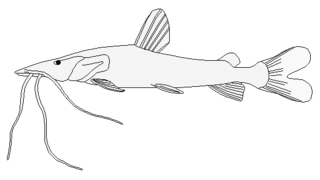 <i>Pseudoplatystoma corruscans</i> Species of fish