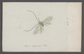 Psocus - Print - Iconographia Zoologica - Special Collections University of Amsterdam - UBAINV0274 066 05 0002.tif