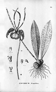 plate 91 Psychopsis papilio (as syn. Oncidium papilio)