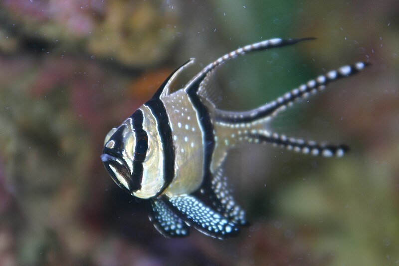 File:Pterapogon kauderni en acuario.JPG