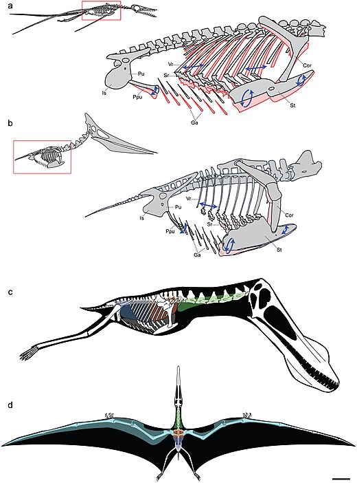 Het luchtzaksysteem bij Rhamphorhynchus, Pteranodon en Anhanguera