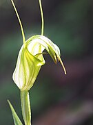 Pterostylis russellii