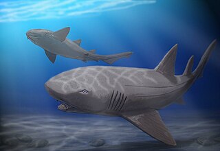 <i>Ptychodus</i> Extinct genus of sharks