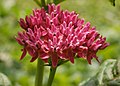 Flowers with a deep depth-of-field