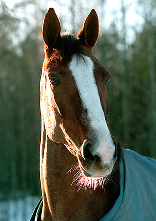 <span class="mw-page-title-main">Queen L.</span> Swedish Standardbred racehorse