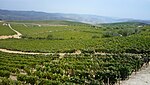 Quevedo vineyards toward the Douro River, Portugal.jpg