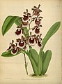 Oncidium fuscatum (as syn. Miltonia warszewiczii) Plate 216 in: R.Warner - B.S.Williams: The Orchid Album (1882-1897)