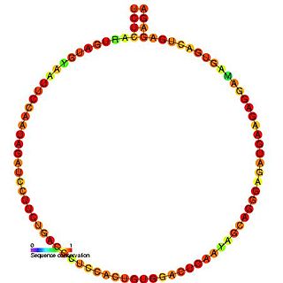 Small nucleolar RNA SNORD62